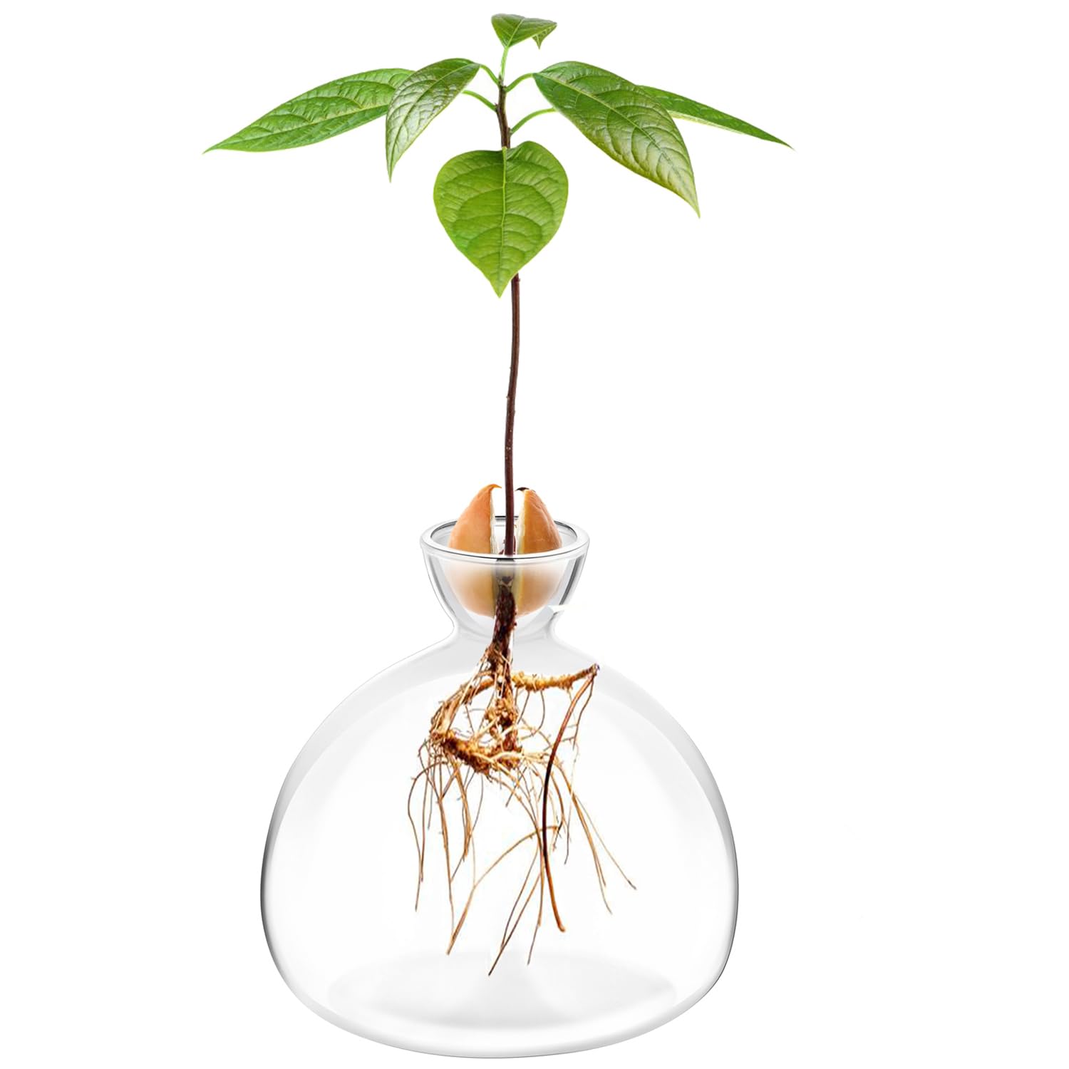 Avocado Seed Starter Planter Vase Pot Tree Growing Kit Glass Vases